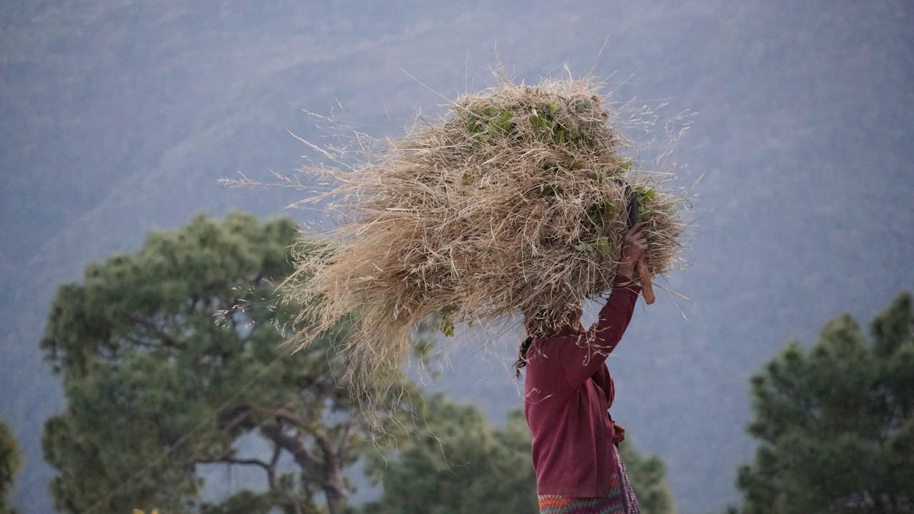 hero-gallery-03 Woman carrying a bundle of hay in a rural Indian landscape, showcasing traditional farming.