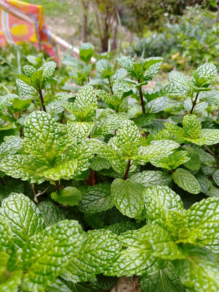 Vibrant mint plants thriving in a garden setting, showcasing their fresh green leaves.