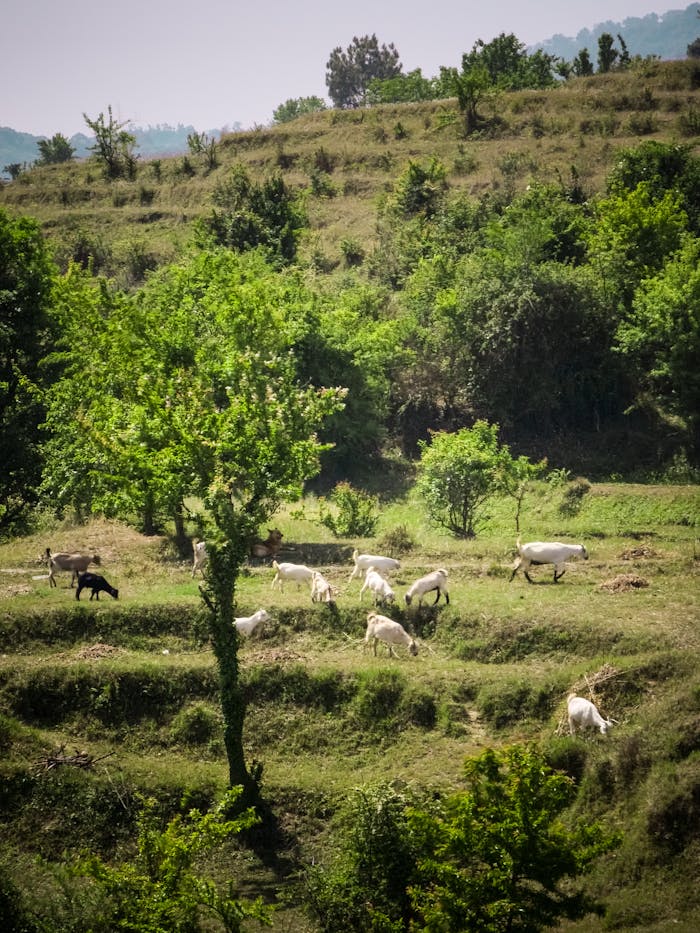 portfolio-img-01 Peaceful goats grazing on lush green terraces in Champawat, Uttarakhand.