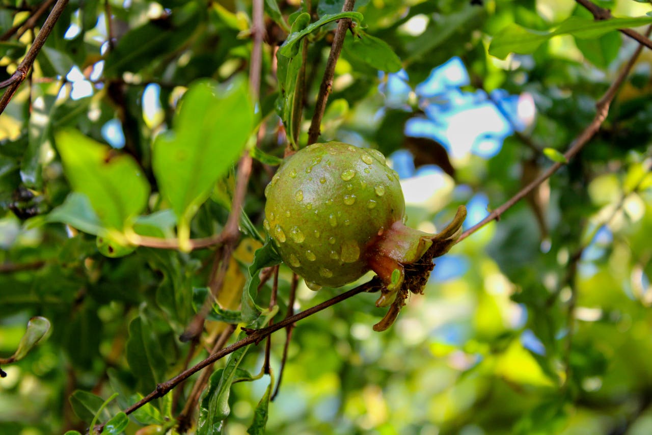 portfolio-img-02 Pomegranate