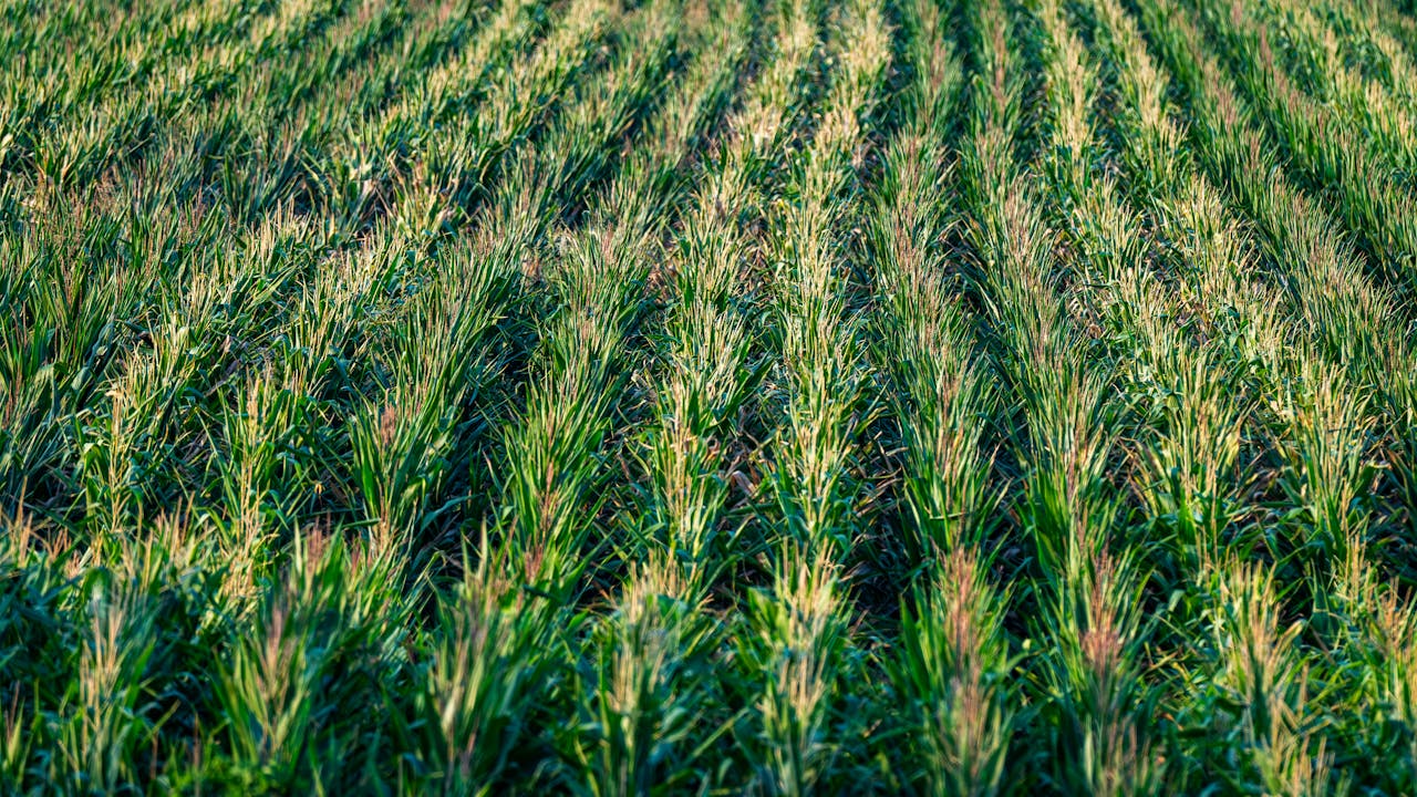 hero-gallery-01 Aerial view of a vibrant cornfield stretching to the horizon, capturing agricultural beauty.