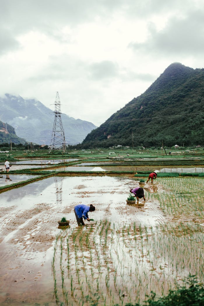 portfolio-img-05 Workers in a Vietnamese rice paddy field with mountainous scenery and overcast skies.